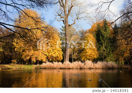 Lazienki Park Autumn Scenery Lazienki Park Autumn Scenery 14018391