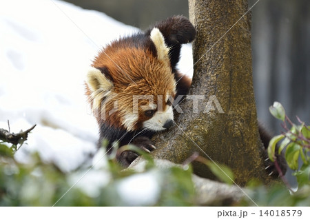 レッサーパンダ 14018579