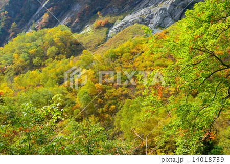 北アルプス 穂高連峰 涸沢カールの紅葉 北アルプス 穂高連峰 涸沢カールの紅葉 14018739