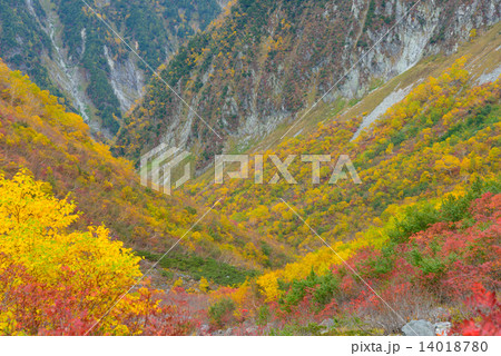 北アルプス　穂高連峰　涸沢カールの紅葉 14018780