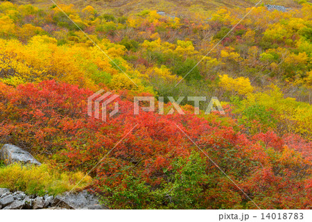 北アルプス 穂高連峰 涸沢カールの紅葉 北アルプス 穂高連峰 涸沢カールの紅葉 14018783