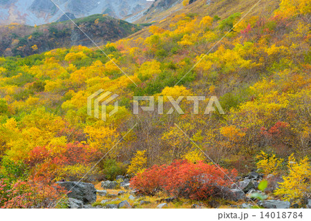 北アルプス　穂高連峰　涸沢カールの紅葉 14018784