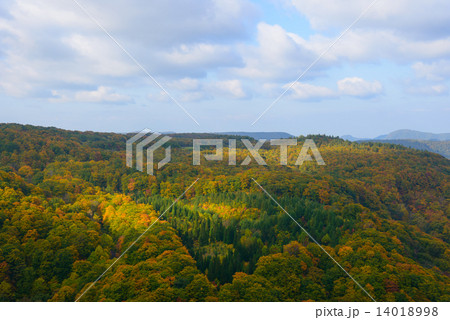 青森　八甲田山麓　城ヶ倉渓谷の紅葉 14018998
