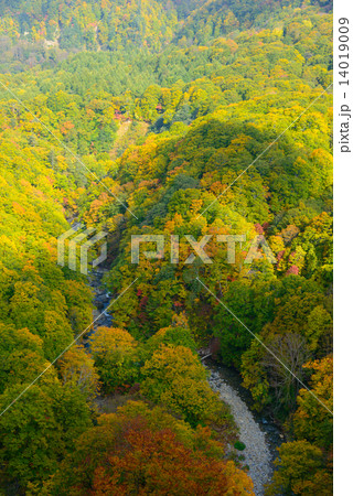 青森　八甲田山麓　城ヶ倉渓谷の紅葉 14019009