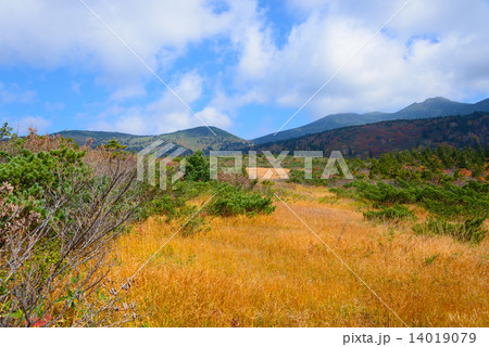 青森 八甲田山 毛無岱の紅葉 青森 八甲田山 毛無岱の紅葉 14019079