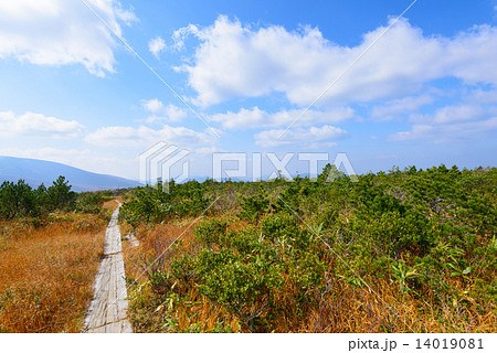 青森　八甲田山　毛無岱の紅葉 14019081