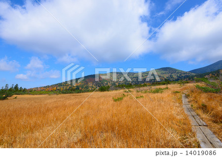 青森 八甲田山 毛無岱の紅葉 青森 八甲田山 毛無岱の紅葉 14019086