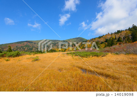 青森 八甲田山 毛無岱の紅葉 青森 八甲田山 毛無岱の紅葉 14019098