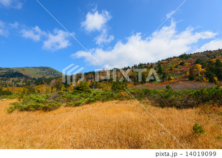 青森　八甲田山　毛無岱の紅葉 14019099