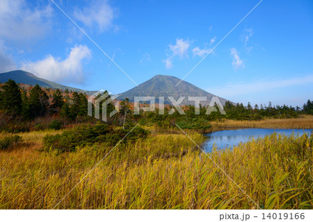 青森　八甲田山と睡蓮沼の紅葉 14019166