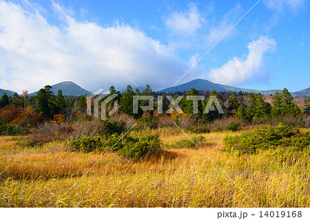 青森　八甲田山と睡蓮沼の紅葉 14019168