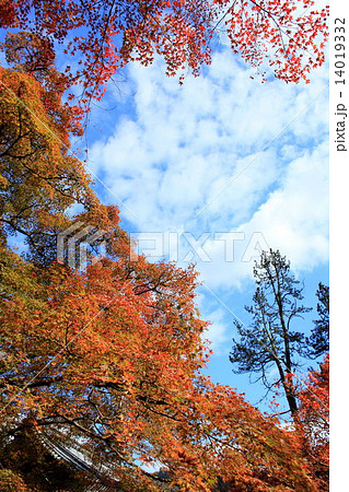 西明寺の紅葉 14019332