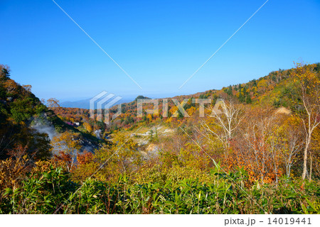 秋田　八幡平　蒸ノ湯温泉の紅葉 14019441