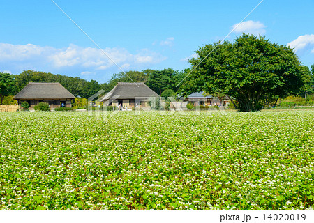 茨城 ひたちなか 国営ひたち海浜公園 蕎麦の花 茨城 ひたちなか 国営ひたち海浜公園 蕎麦の花 14020019