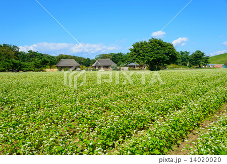 茨城 ひたちなか 国営ひたち海浜公園 蕎麦の花 茨城 ひたちなか 国営ひたち海浜公園 蕎麦の花 14020020