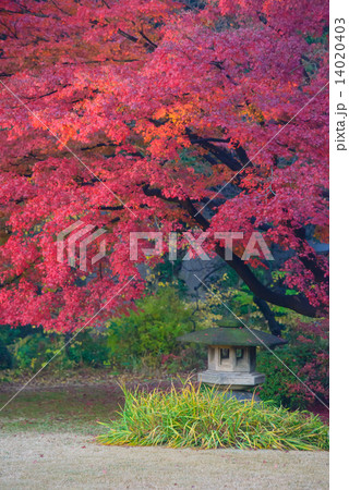 東京　駒込　六義園の紅葉 14020403