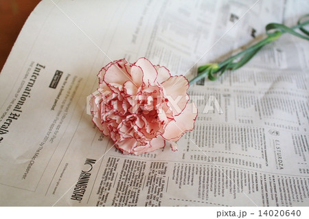 赤い縁取りのカーネーション 14020640