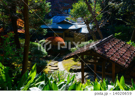 東京 旧古河庭園の紅葉 東京 旧古河庭園の紅葉 14020659