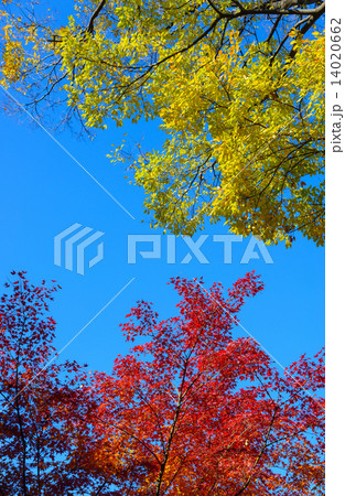 東京 旧古河庭園の紅葉 東京 旧古河庭園の紅葉 14020662