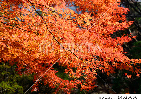 東京 旧古河庭園の紅葉 東京 旧古河庭園の紅葉 14020666