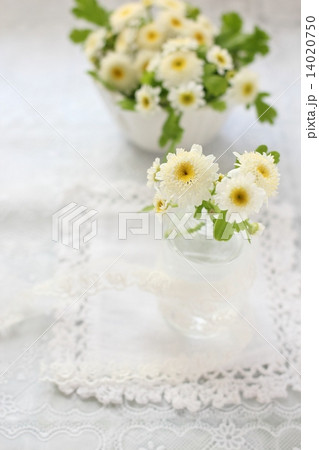 マトリカリア マトリカリア 14020750