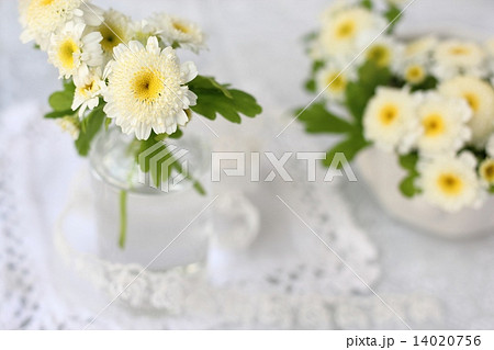 マトリカリア 14020756