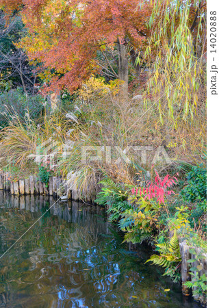 東京　秋の向島百花園 14020888