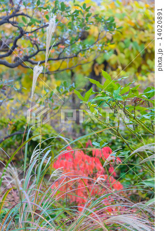 東京　秋の向島百花園 14020891