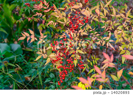 東京　秋の向島百花園 14020893