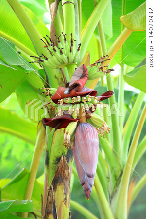Banana flower Banana flower 14020932