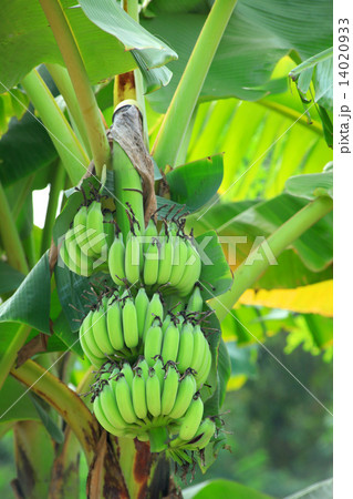 banana plant banana plant 14020933