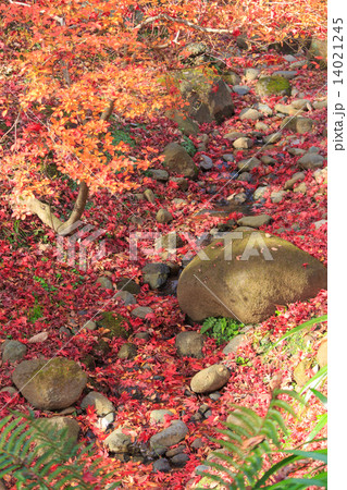 横浜　三溪園の紅葉 14021245