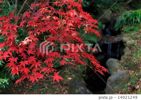 横浜　三溪園の紅葉 14021249
