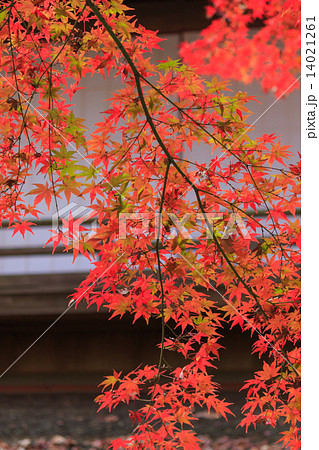 横浜　三溪園の紅葉 14021261