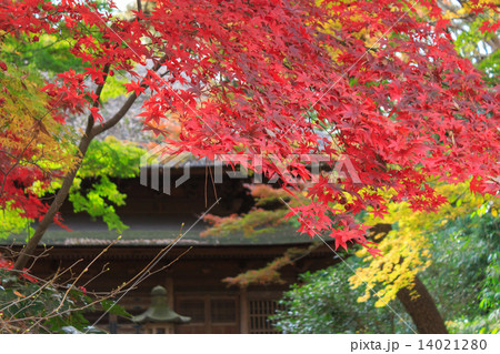 横浜　三溪園の紅葉 14021280