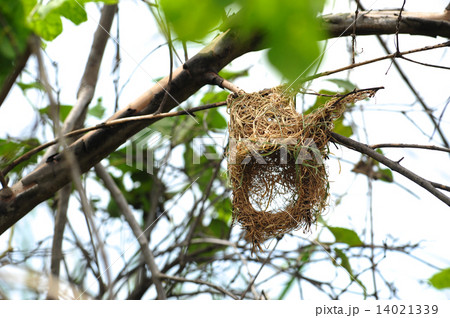 Bird's Nest 14021339