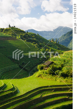 Landscape photo of rice terraces in china 14021519
