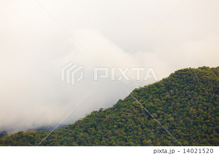 Exotic rainforest landscape 14021520
