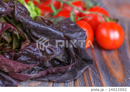 red and green lettuce red and green lettuce 14022002
