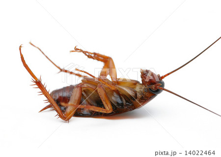 Dead cockroaches 14022464