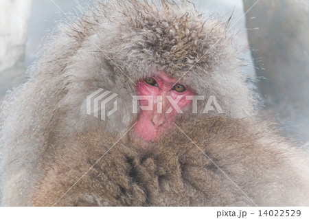 豪華な装いのニホンザル Japanese monkey of the gorgeous 豪華な装いのニホンザル Japanese monkey of the gorgeous 14022529