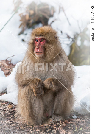 待ち合わせ中のニホンザル The snowy mountains and Japanese monkey 待ち合わせ中のニホンザル The snowy mountains and Japanese monkey 14022536