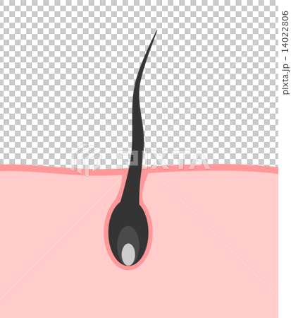 Hair section 14022806