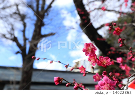 東郷神社(原宿)の梅の花 14022862