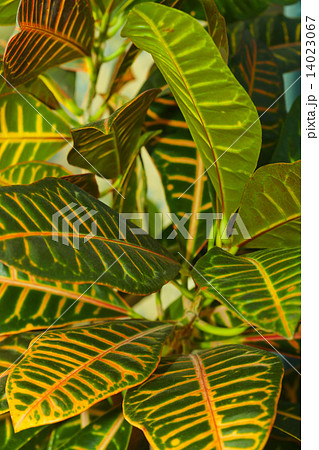 Leaves of croton tree Codiaeum 14023067