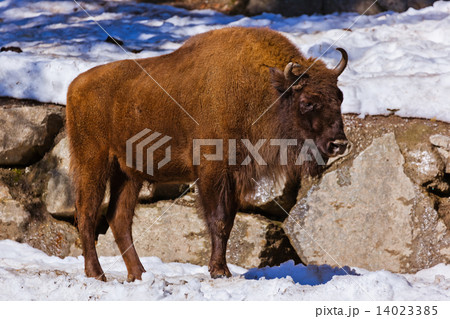 Aurochs in park 14023385