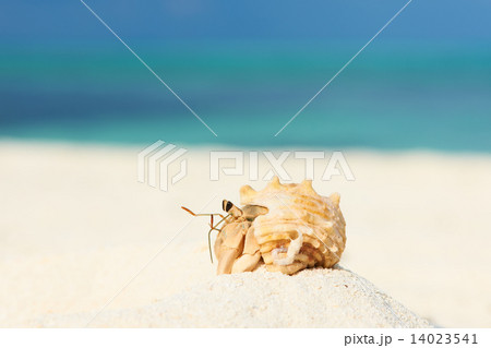 Hermit crab at beach 14023541