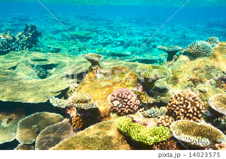 Coral reef at Maldives Coral reef at Maldives 14023575