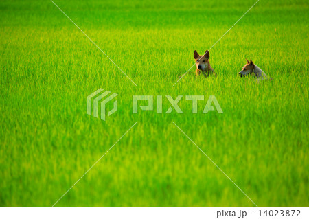Dogs in Field 14023872