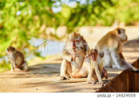 Monkey family in their natural environment, Bali 14024059